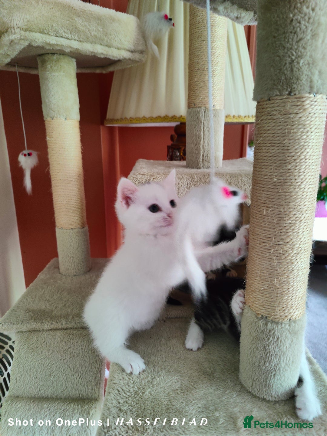 Turkish Angora cats for sale: REDUCED!!! Turkish Angora kittens for sale - Image 2