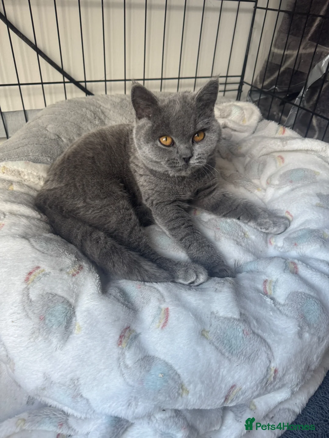 British Shorthair cats for sale: Pure bred British short hair in Chelmsford - Advert 1
