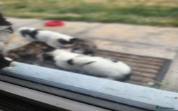 Domestic Shorthair cats for sale: Female kittens - Image 7