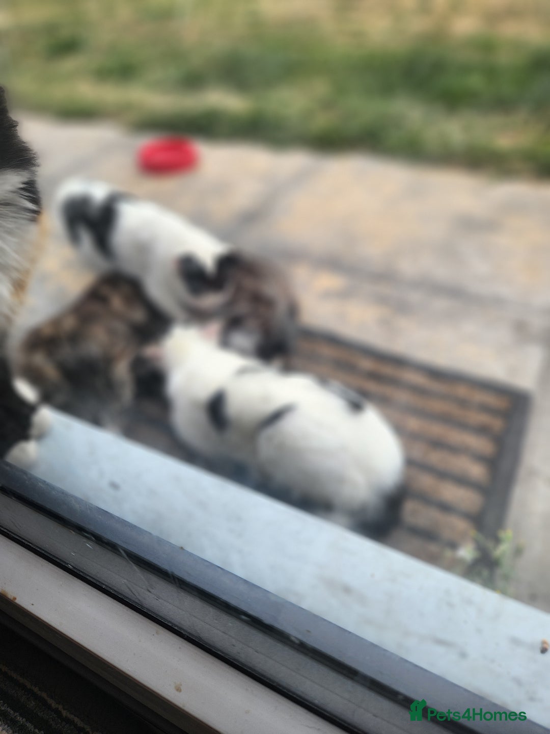 Domestic Shorthair cats for sale: Female kittens - Image 7