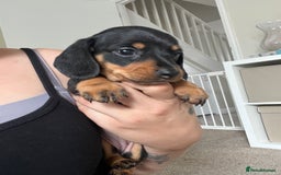 Dachshund dogs for sale: Miniature dachshund puppies  - Image 3