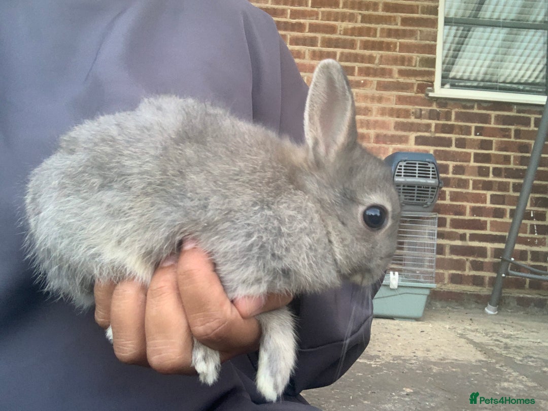 Netherland Dwarf rabbits for sale: Bunnies Netherland Dwarf Rabbits - Image 5