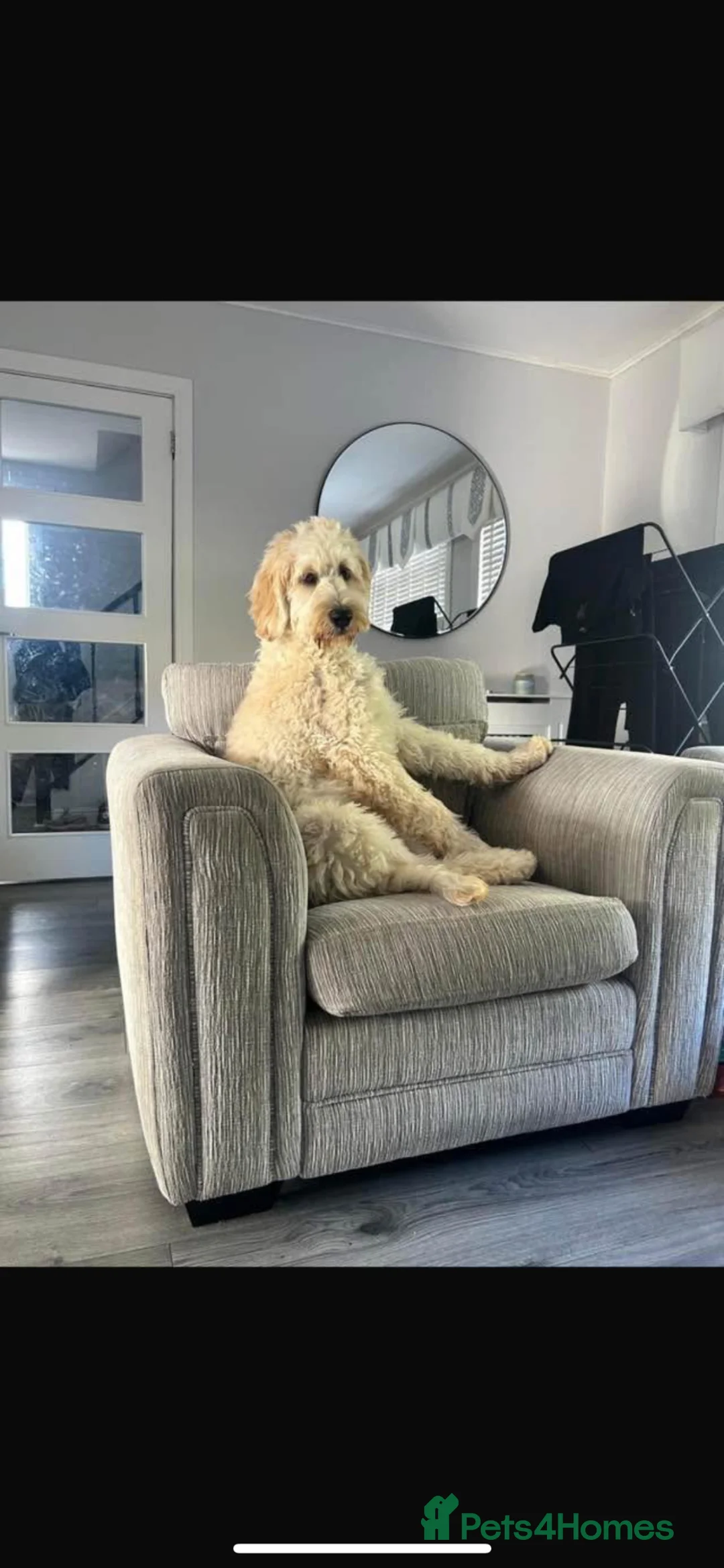 Goldendoodle dogs for stud: Marley available for stud  - Advert 2