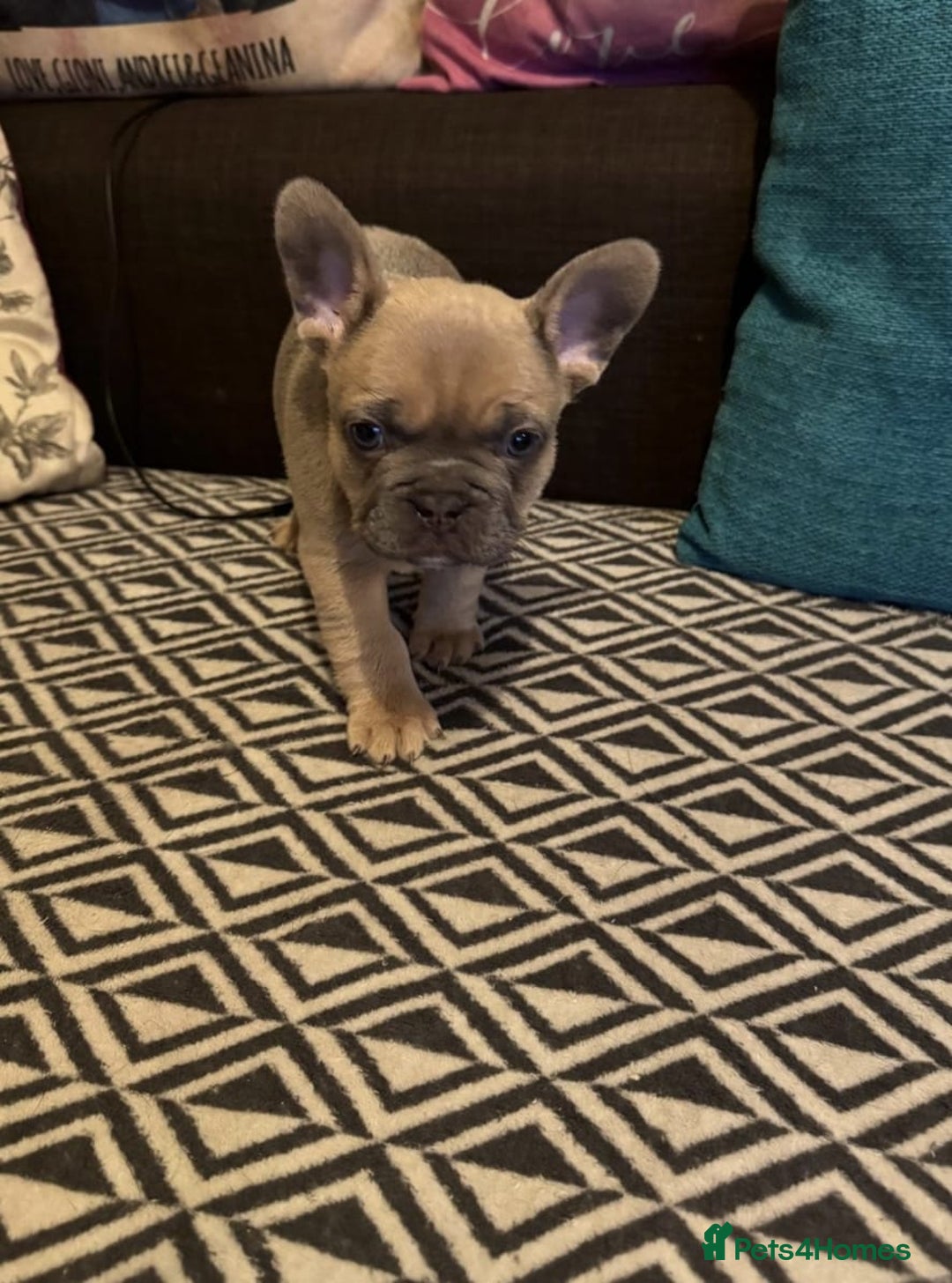 Pug dogs for stud: KC Reg Proven French Bulldog Lilac & Tan For Stud in Colchester - Image 16