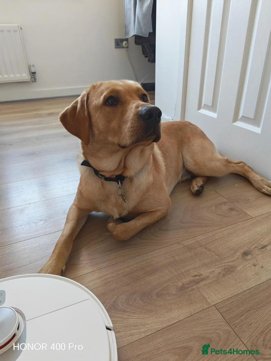 Labrador Retriever dogs for stud: Handsome Stud Boy Max🩵 - Advert 2