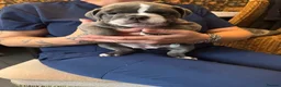 Old Tyme Bulldog dogs for sale: Old tyme bulldog - Advert 5