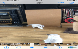 Ragdoll cats for sale: Beautiful Ragdoll kittens - Image 10