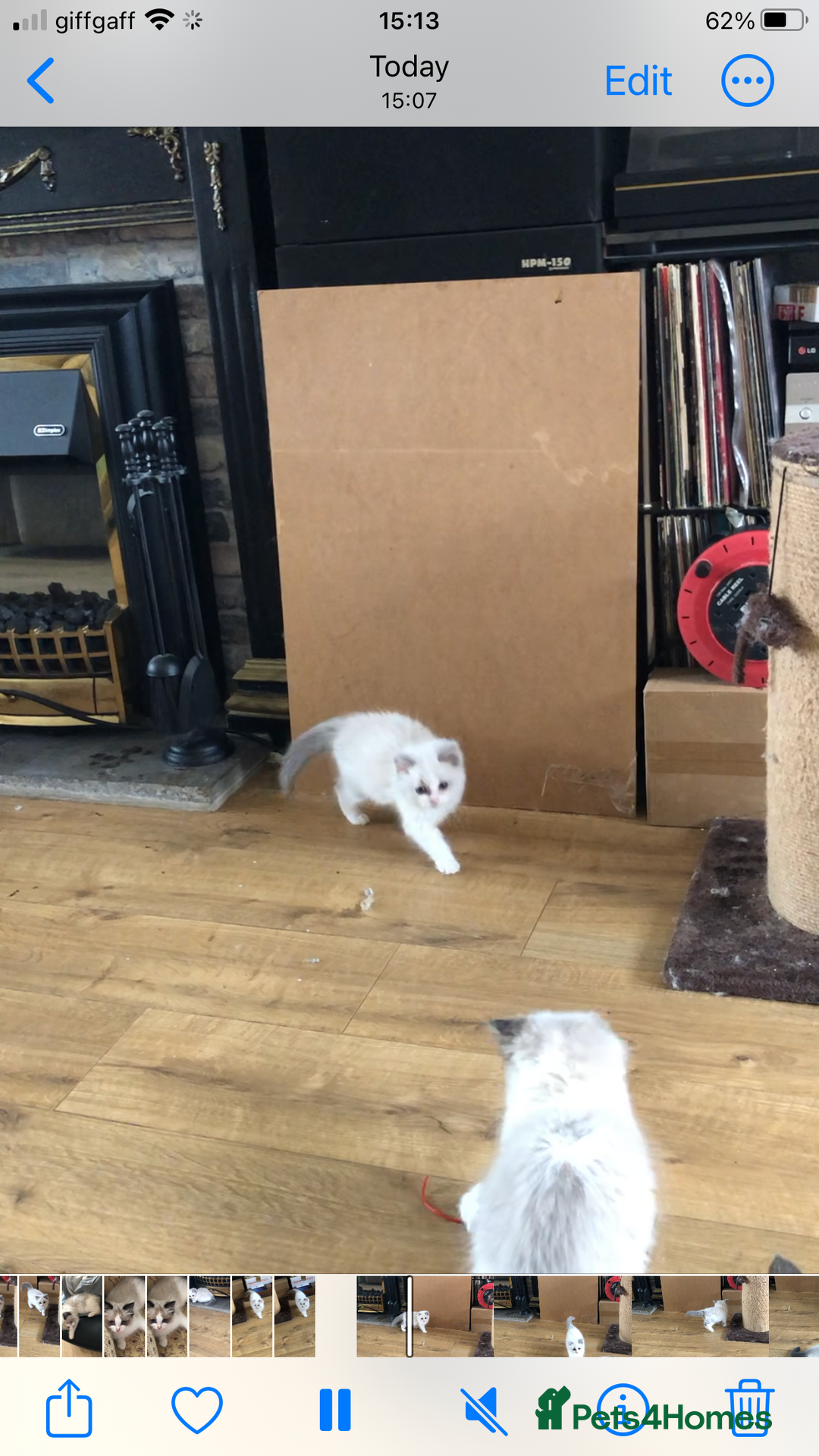 Ragdoll cats for sale: Beautiful Ragdoll kittens - Image 10