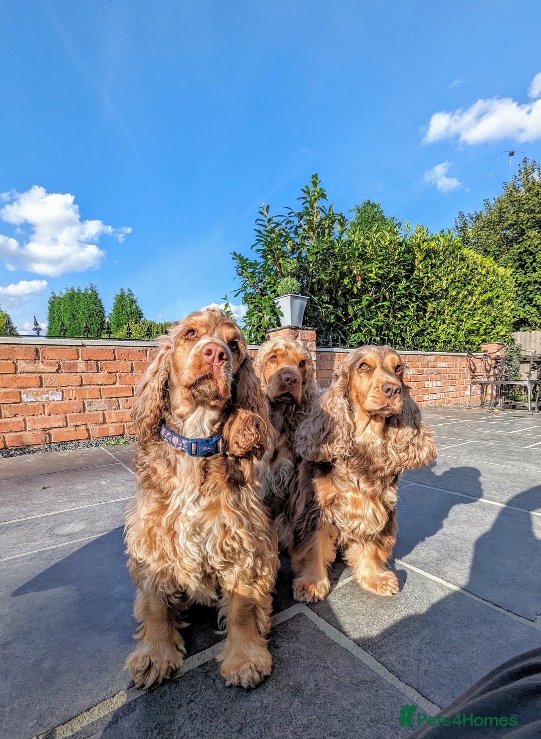 Cocker Spaniel dogs for sale: Champion bloodline sable show cocker puppies  - Image 8