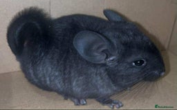 Chinchilla rodents for sale: Stunning Med Ebony Male ( Available To Reserve) - Image 1