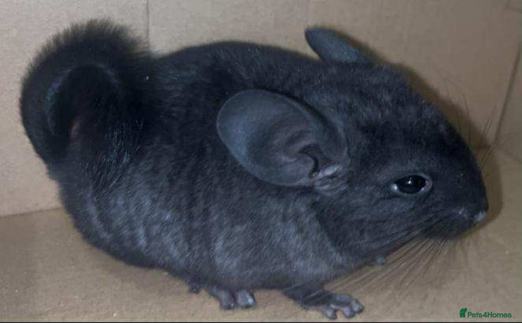 Chinchilla rodents - Advert 1