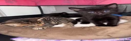 Mixed Breed cats for sale: Ready to go 3 female kittens  - Advert 11