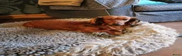 Dachshund dogs for sale: Mini Dachshunds long haired in Norwich - Advert 1