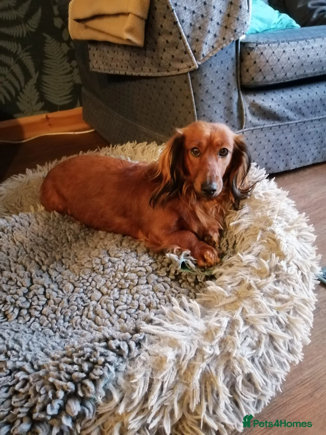 Dachshund dogs for sale: Mini Dachshunds long haired in Norwich - Advert 1