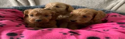 Cockapoo dogs for sale: Stunning red toy cockapoo puppies  - Advert 13