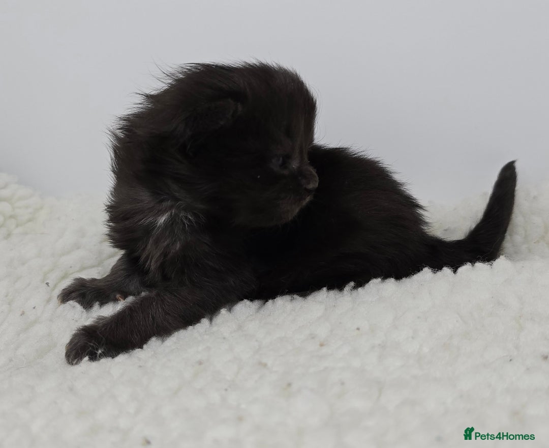 Maine Coon cats for sale: Maine Coon Kittens LARGE Blue/Black Tortie/Tabby - Advert 18