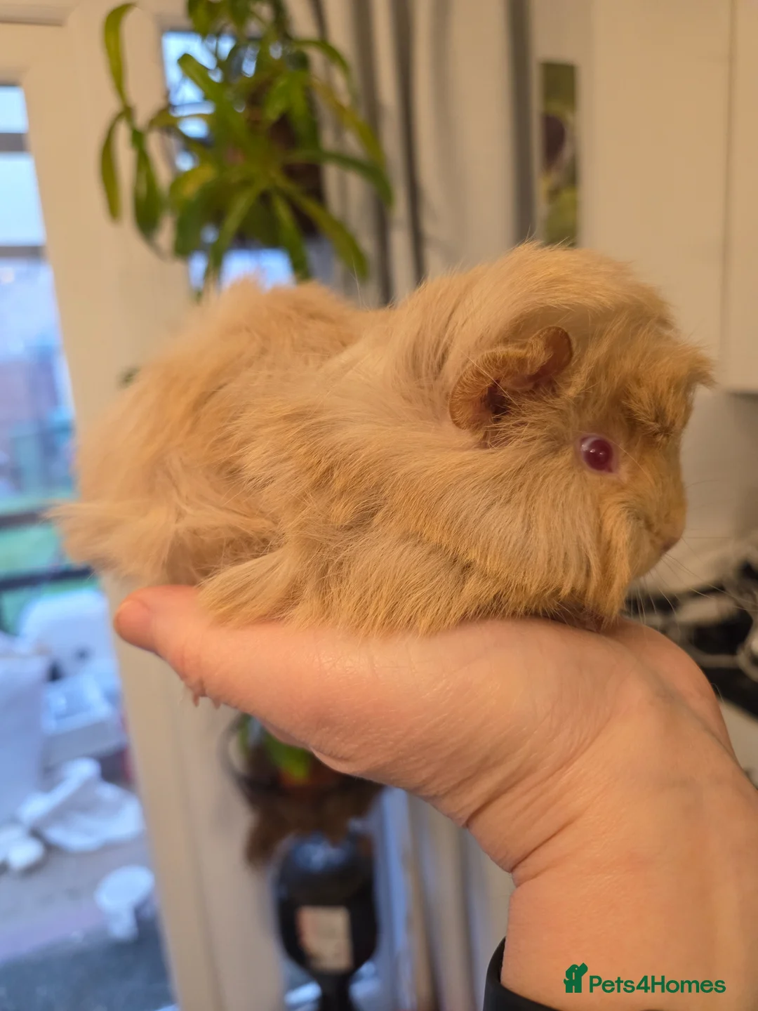 Guinea Pig rodents for sale: Long hair Peruvian baby boy  - Advert 2