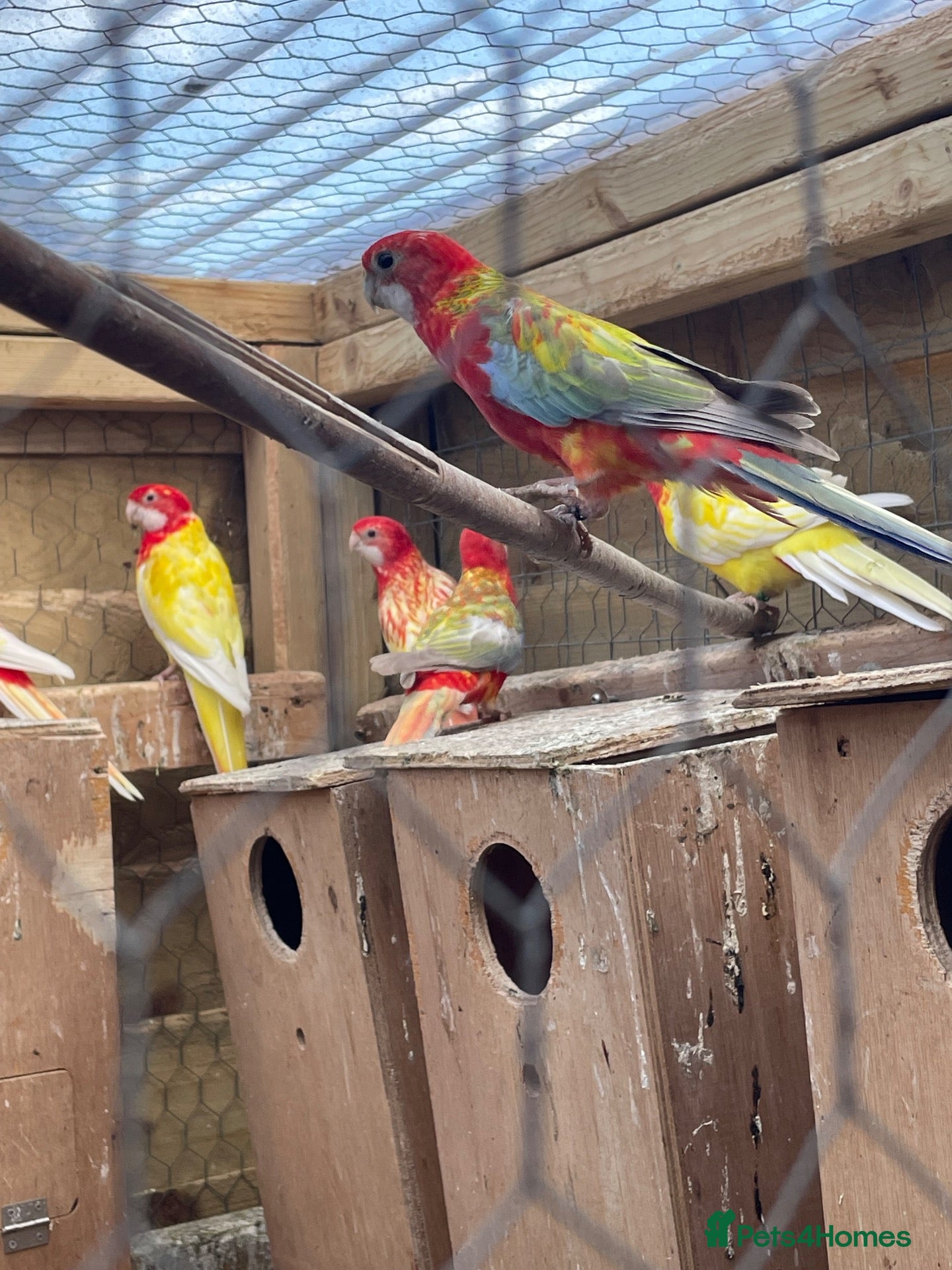 Parakeets birds Rabino and Latino Rosellas  - Advert 1