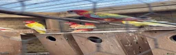 Parakeets birds for sale: Rubino and Lutino Rosellas  - Advert 1