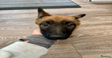 Belgian Shepherd Dog dogs - Advert 1