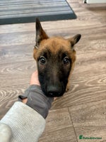 Belgian Shepherd Dog dogs - Advert 1