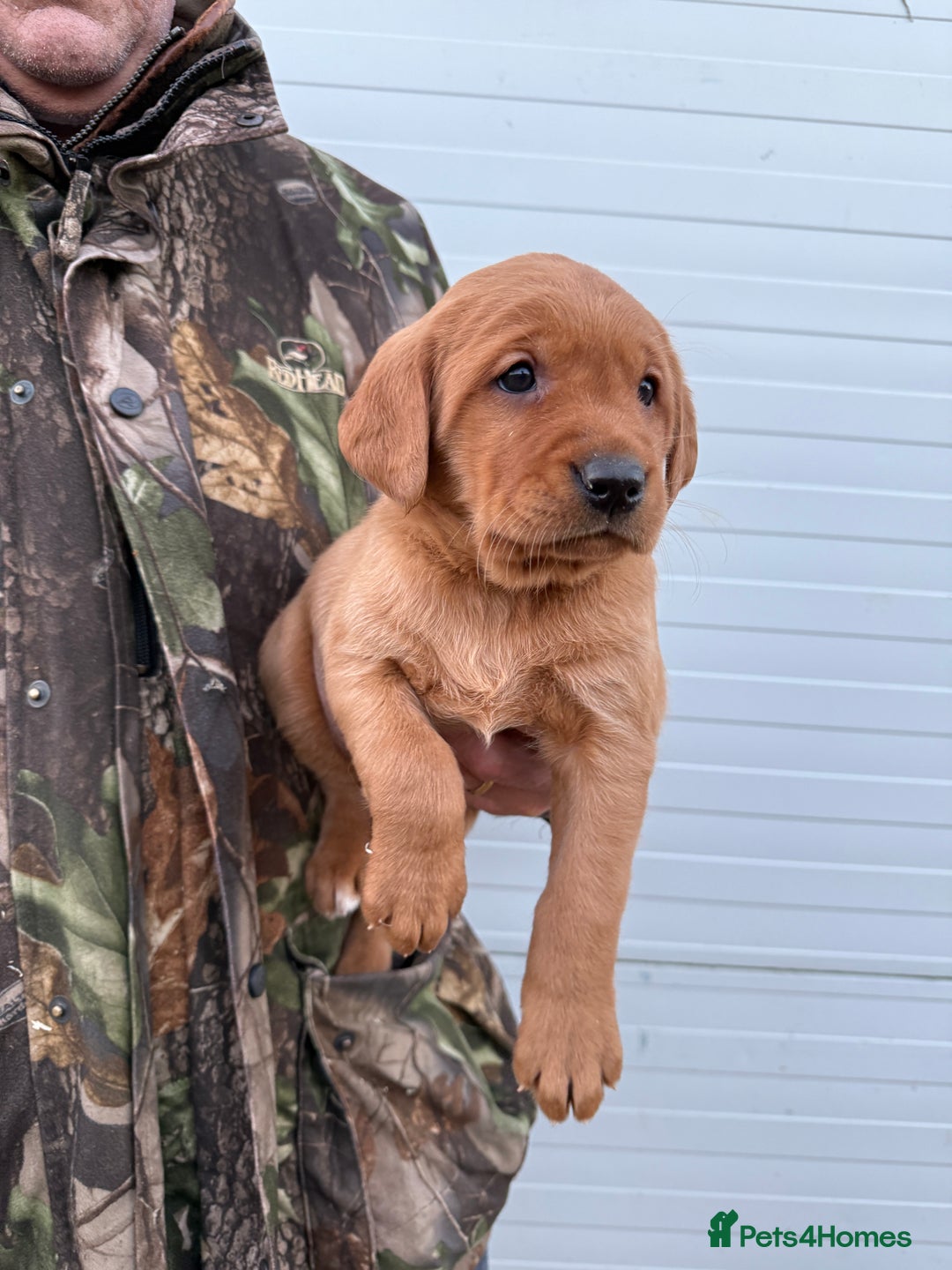 Goldador dogs for sale: Beautiful Chunky Dark Red Goldadors  - Advert 1