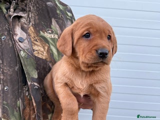 Goldador dogs Beautiful Chunky Dark Red Goldadors - Advert 5