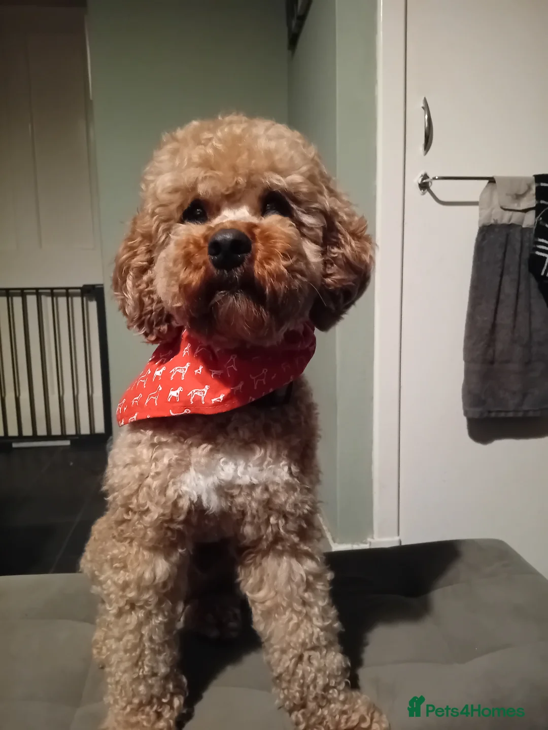 Mixed Breed dogs for sale: Poodle pups in Forres - Advert 7