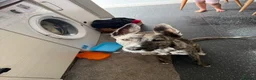 Mixed Breed dogs for sale: Hello this is Lola - Advert 3