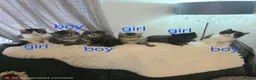 Ragdoll cats for sale: Beautiful Ragdoll cross Norwegian forest kittens  - Advert 2