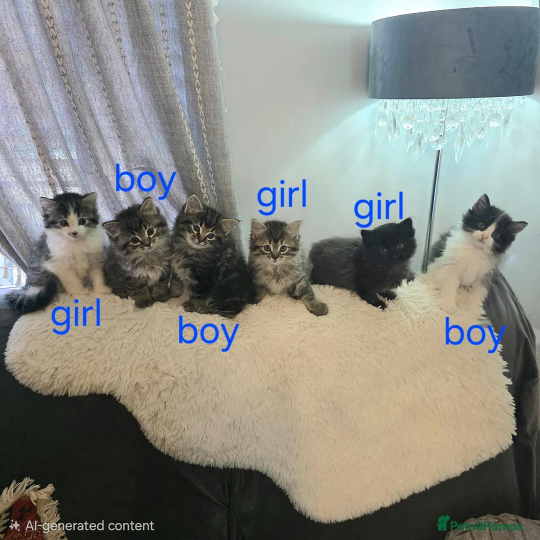 Ragdoll cats for sale: Beautiful Ragdoll cross Norwegian forest kittens  - Advert 2