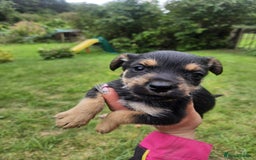 Mixed Breed dogs for sale: Miniature Schnauzer cross - Image 1
