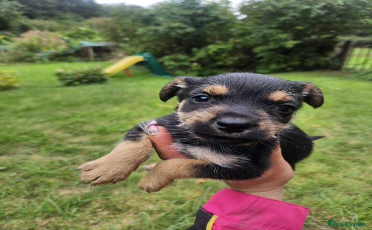 Mixed Breed dogs - Advert 4