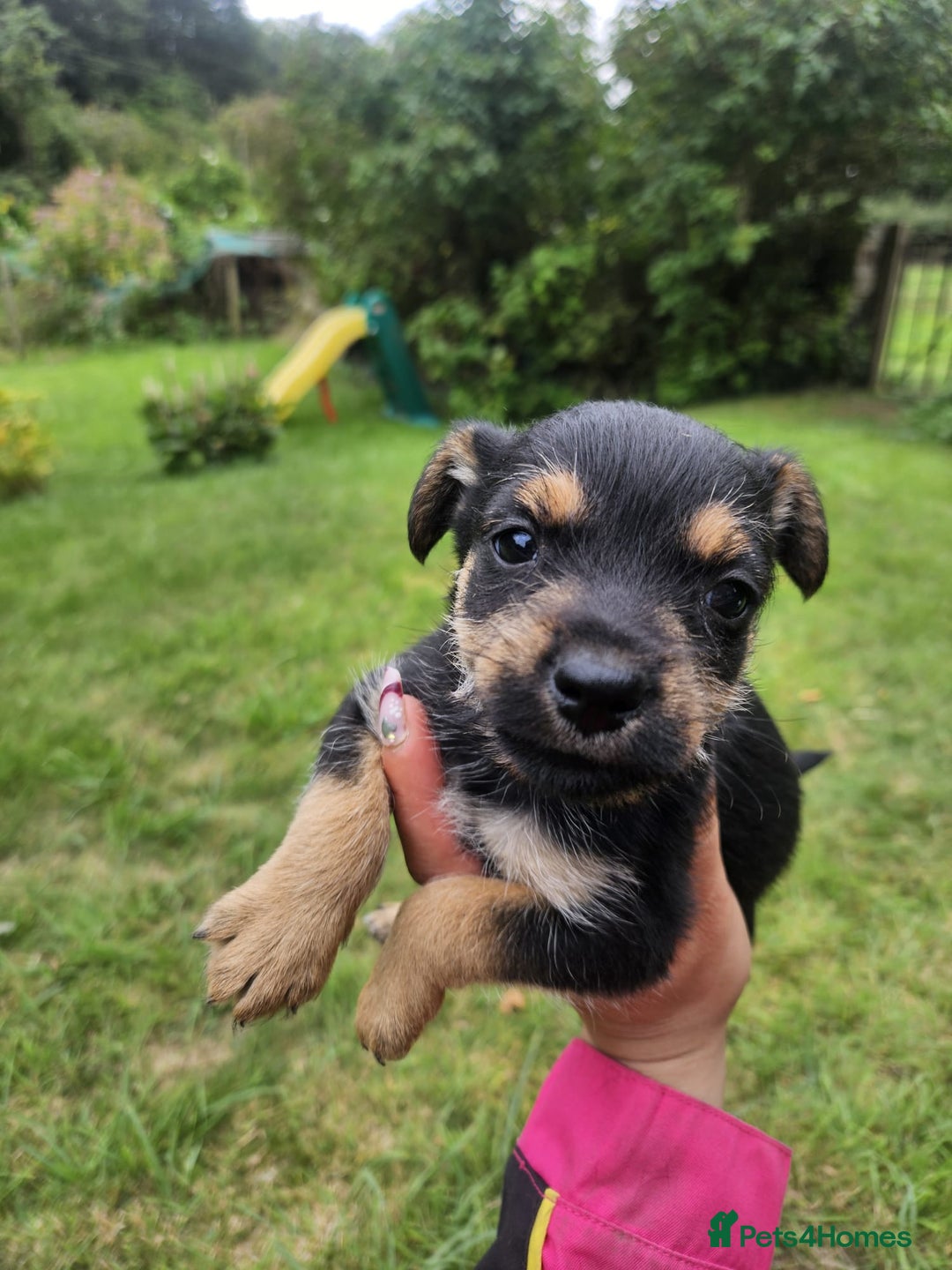 Mixed Breed dogs for sale: Miniature Schnauzer cross - Image 1