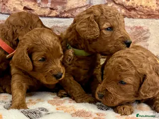 Cockapoo dogs F1b solid red cockapoos 🐾 - Advert 4