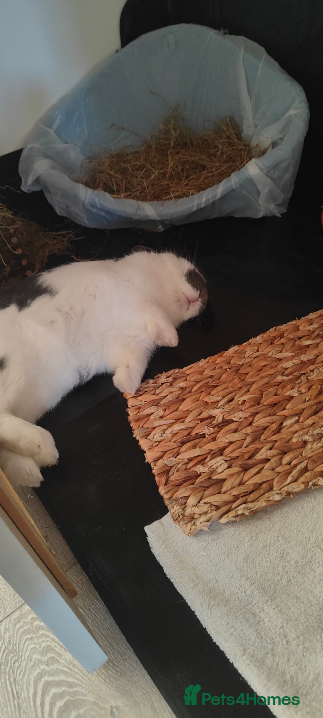 Dwarf Lop rabbits for sale: Male Dwarf lop 10 months old - Advert 3