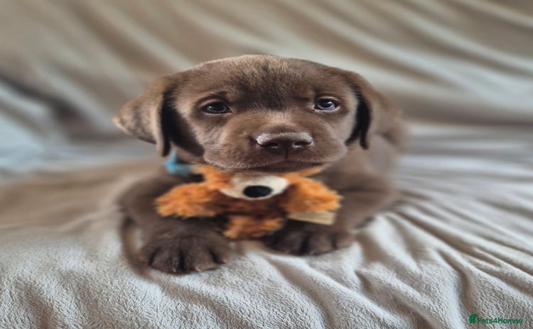 Labrador Retriever dogs - Advert 3