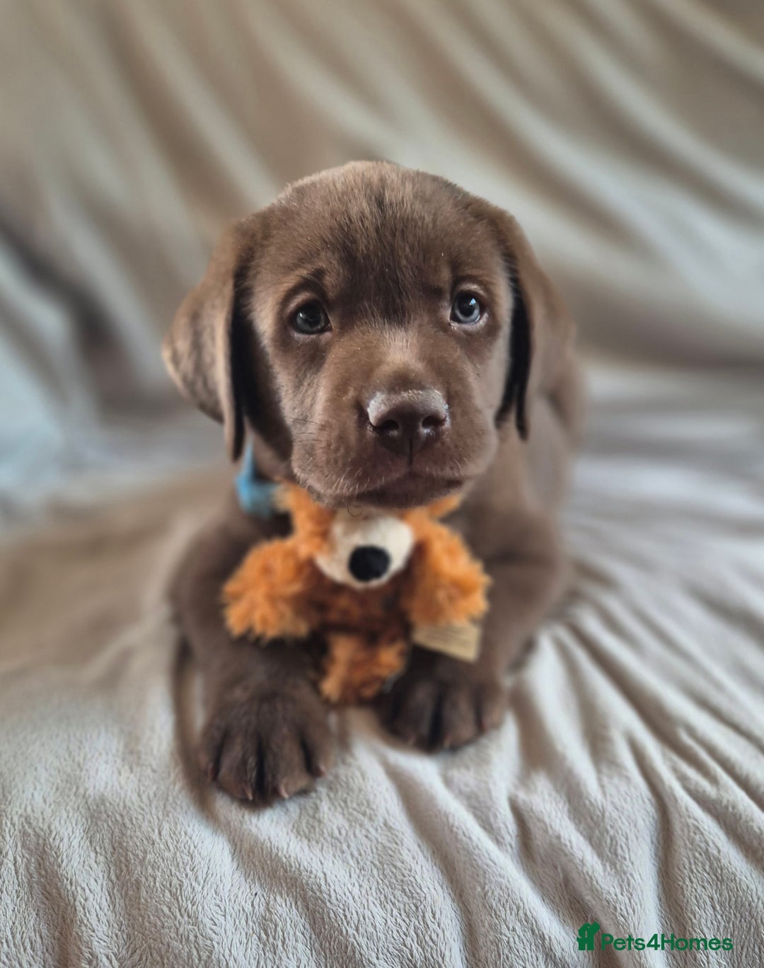 Labrador Retriever dogs for sale: Super Chunky KC Extensively Health Tested Parents - Image 1