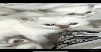 Ragdoll cats - Advert 14