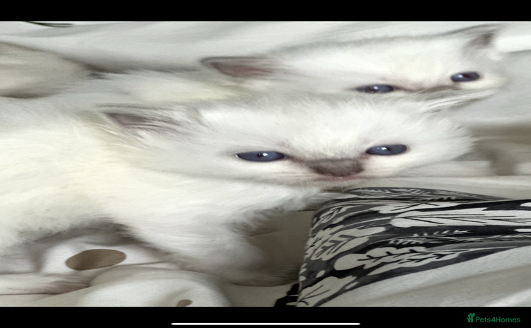 Ragdoll cats ♥️ AMAZING GCCF BABIES 💙 - Advert 2