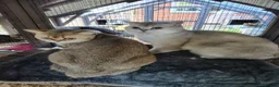 British Shorthair cats for sale: Two male cats brothers - Advert 8
