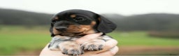 Miniature Dachshund dogs for sale: Beautiful Miniature Dachshund Puppies  - Advert 5
