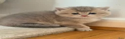British Shorthair cats for sale: British shorthair  - Advert 11