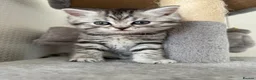 British Shorthair cats for sale: 🐾 FOR SALE: 5 British Shorthair Bosses 🐾 - Advert 10