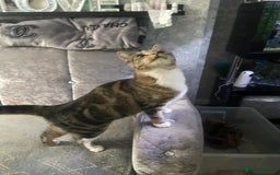 Domestic Shorthair cats for sale: 1 year old female - Image 4