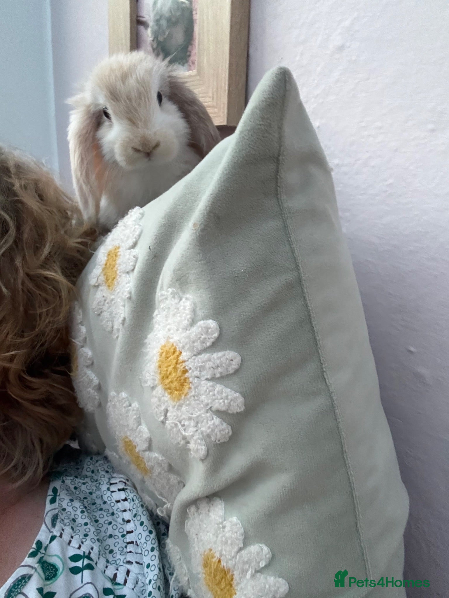Mini Lop rabbits Mini lops-vaccinated-raised indoors  - Advert 2