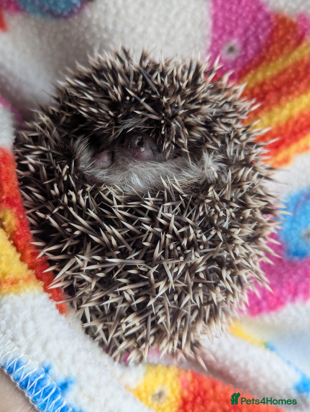 Pygmy Hedgehog rodents for sale: Beautiful Hoglets Ready to Reserve Now - Advert 19