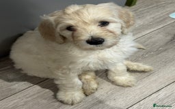 Goldendoodle dogs for sale: Golden doodle F1B stunning puppies  - Image 17