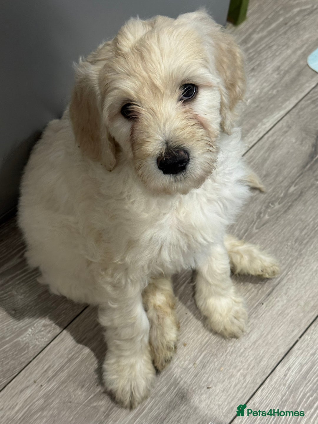 Goldendoodle dogs for sale: Golden doodle F1B stunning puppies  - Image 17