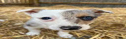 Border Collie dogs for sale: Merle collies for sale 👀 - Advert 10
